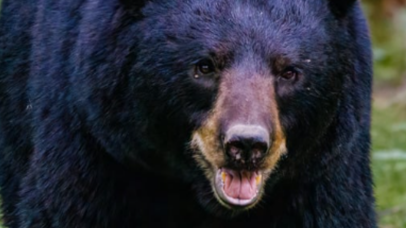 Bear Attractions in the Smoky Mountains