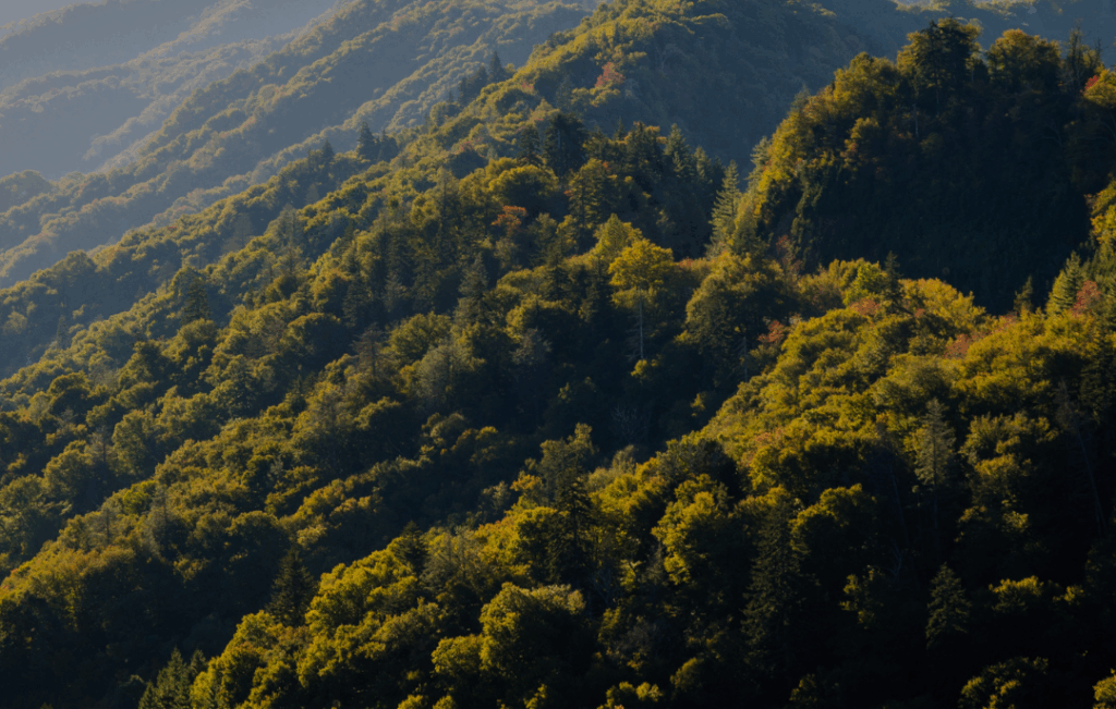 Forest view in the Smoky Mountains