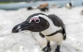 Pints & Penguins
