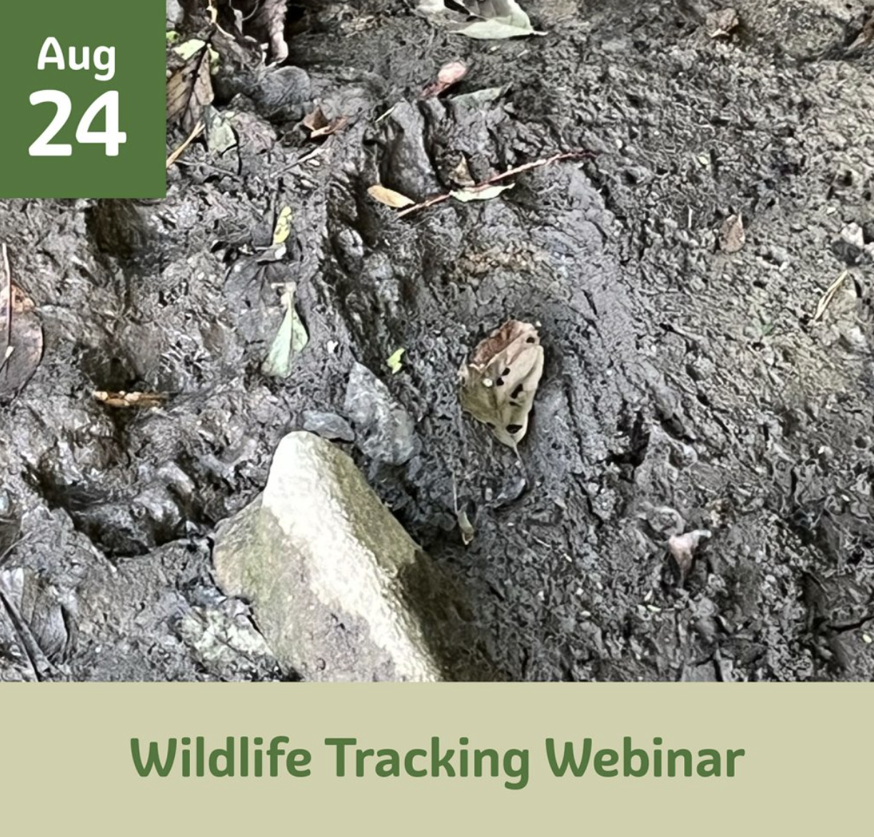 The Art of Wildlife Tracking