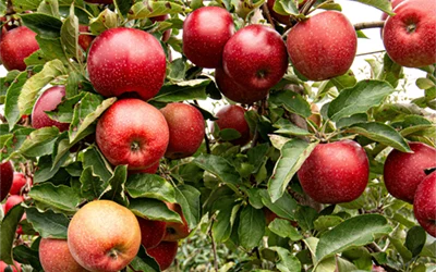 Apple Festival – 50th year