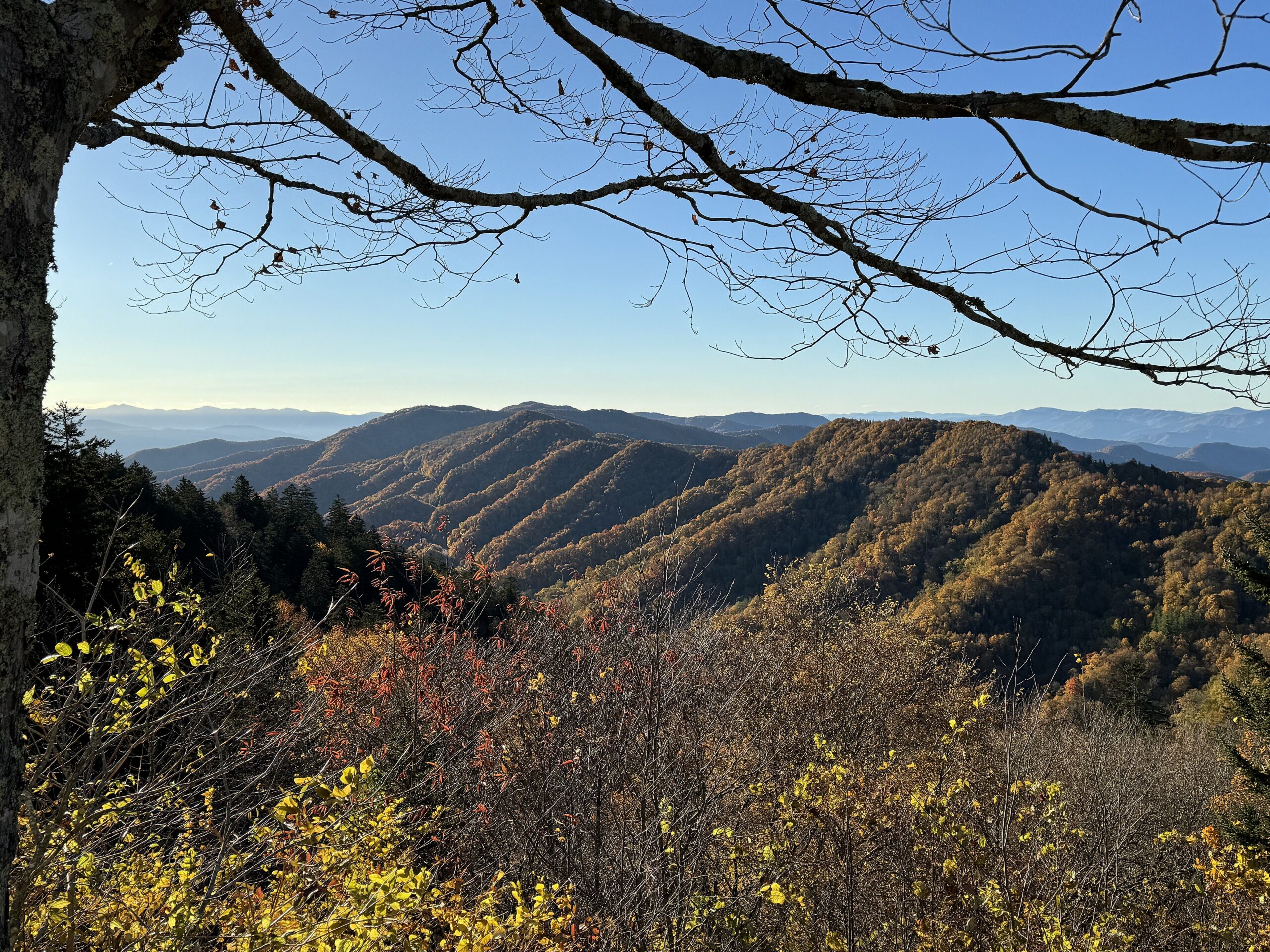 Fall color near Newfound Gap in the Smokies