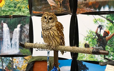 Wilderness Wildlife Week in Pigeon Forge