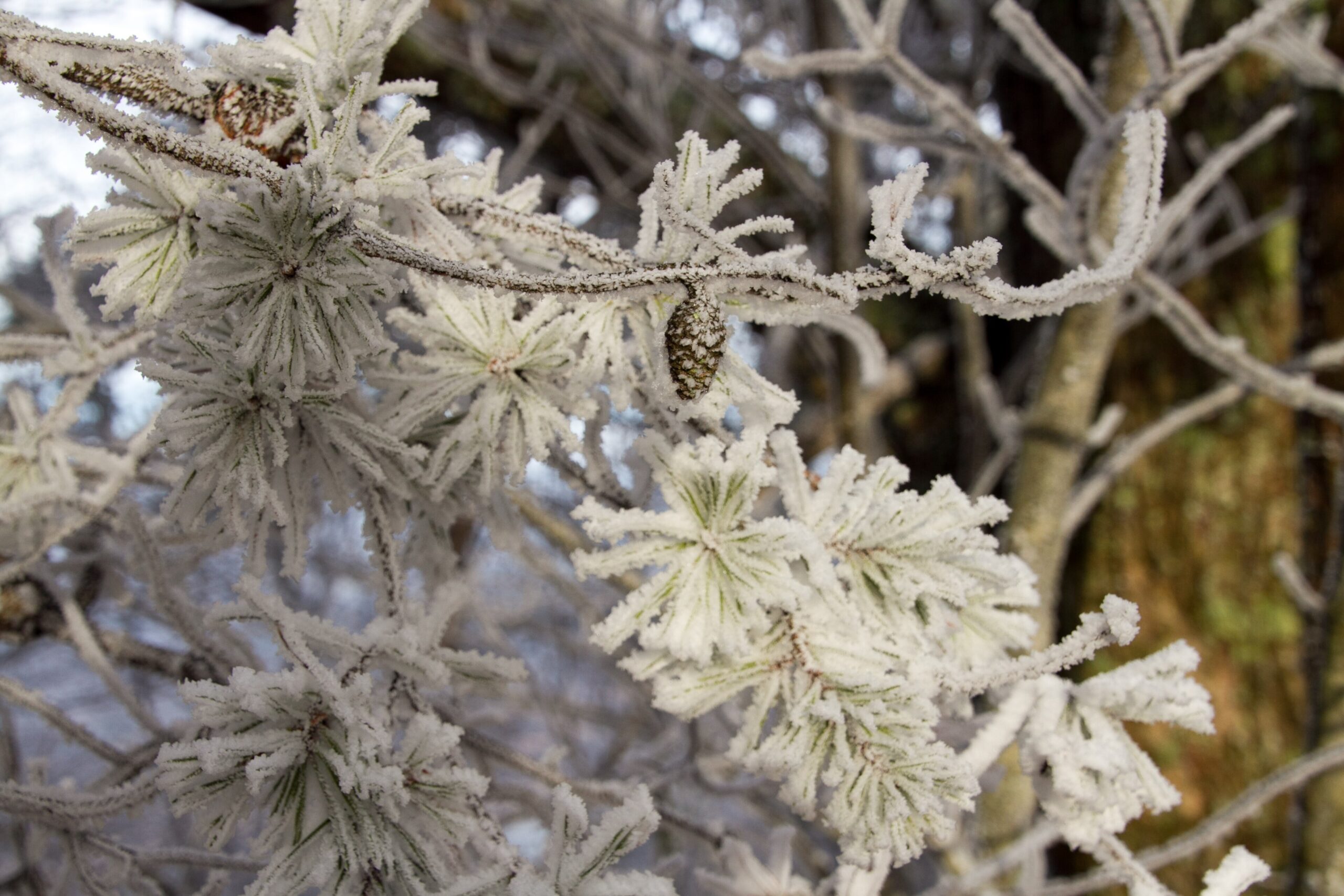 Hoarfrost on trees in Great Smoky Mountains National Park